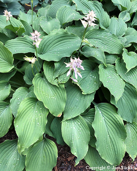 Hosta Fortunei-Ryhm� 'N�kkil�', komeakuunlilja